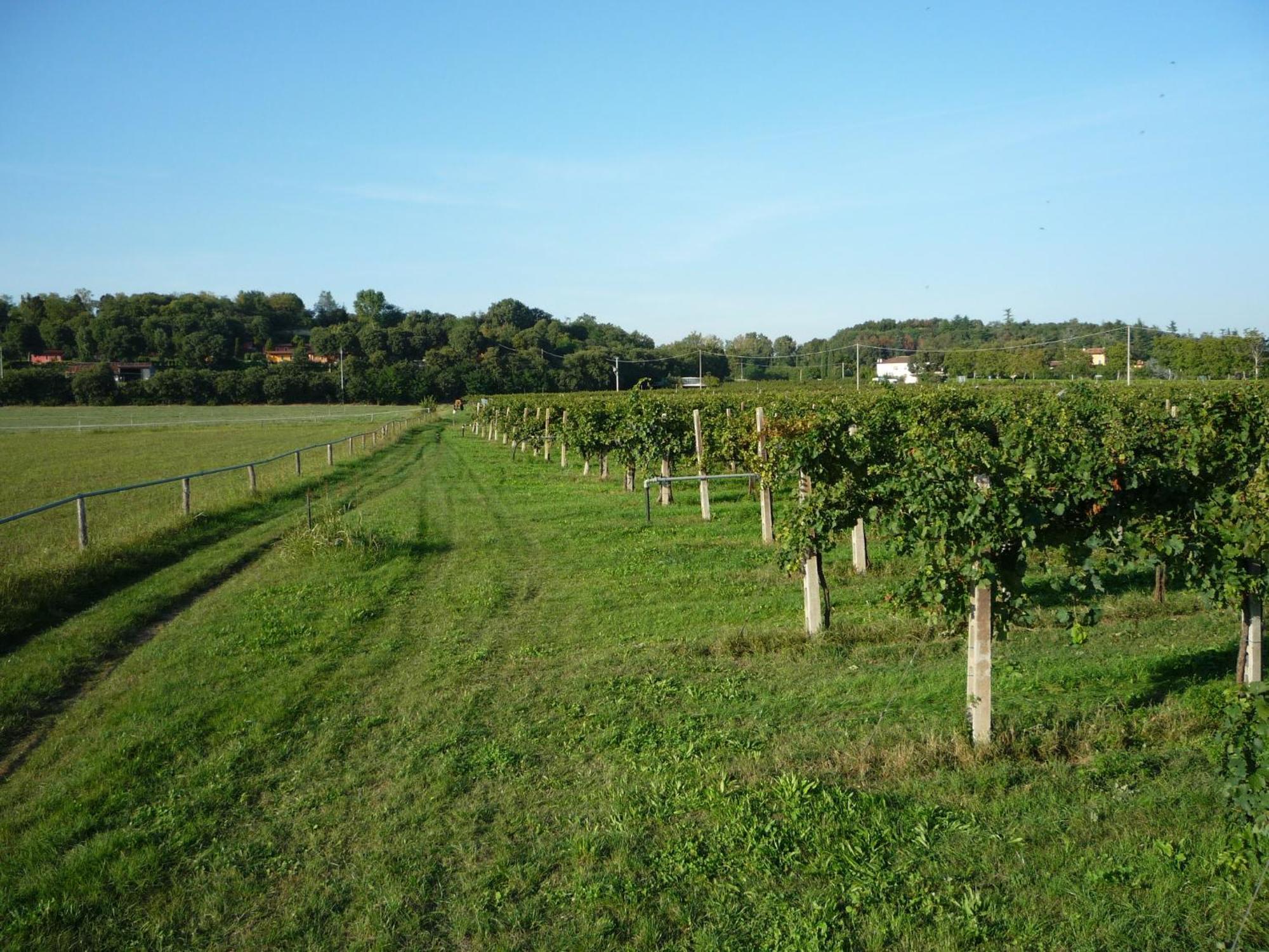 Agriturismo Lupo Bianco Монцамбано Екстериор снимка