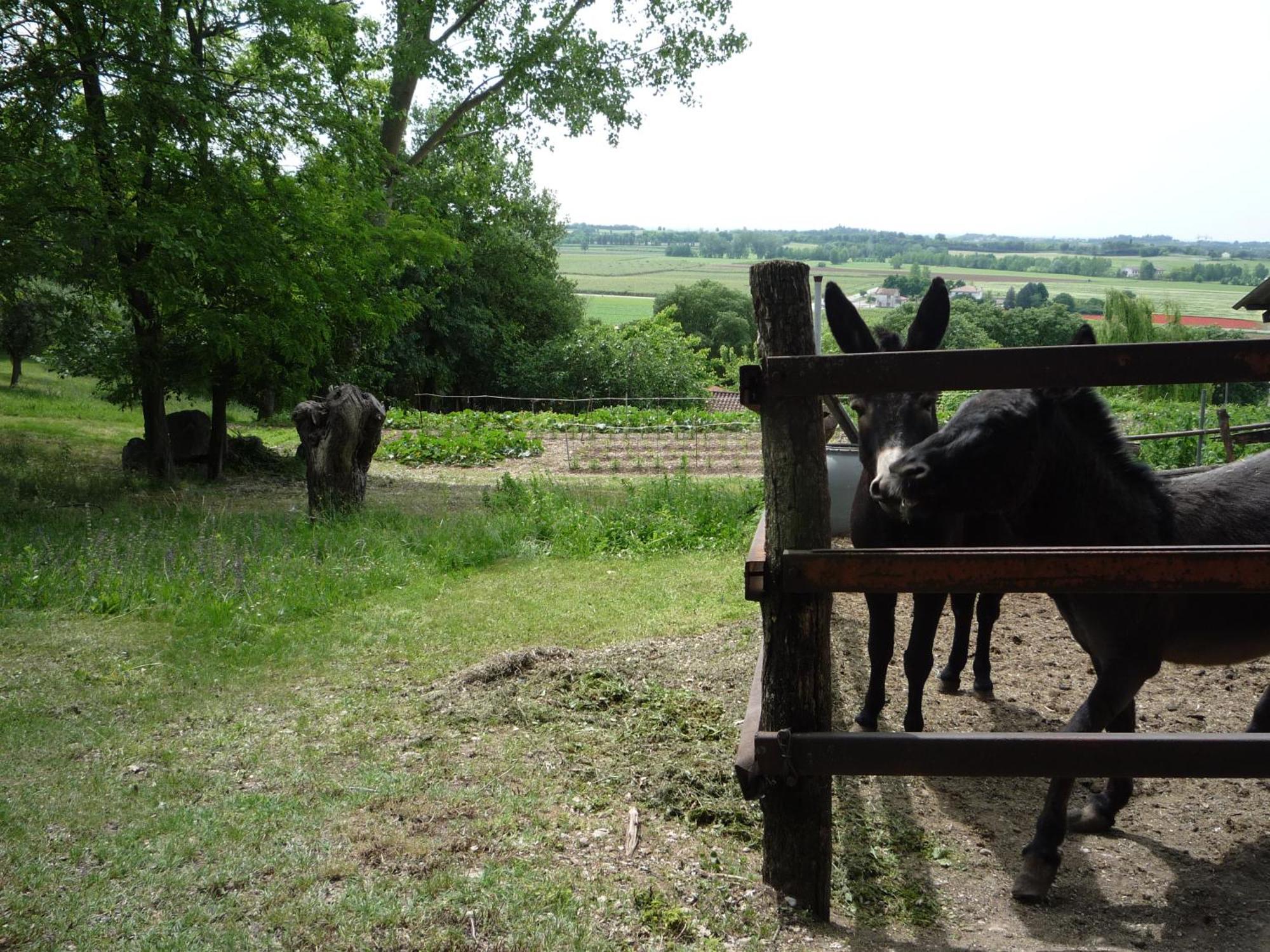 Agriturismo Lupo Bianco Монцамбано Екстериор снимка